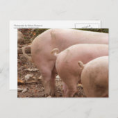 カーリー豚3尾はがき ポストカード (正面/裏面)