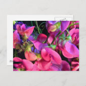 カーリー ポストカード (正面/裏面)