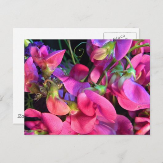 カーリー ポストカード (正面/裏面)