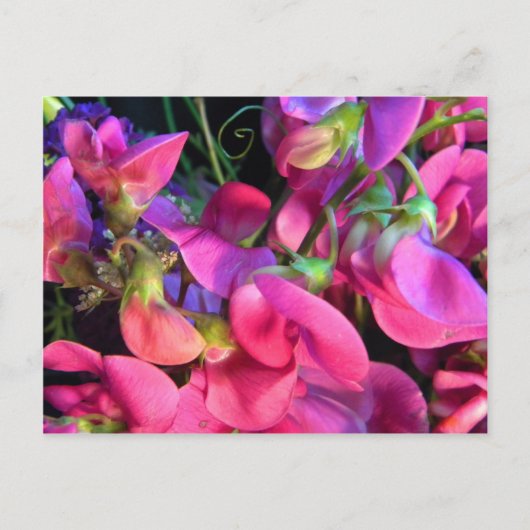 カーリー ポストカード (正面)