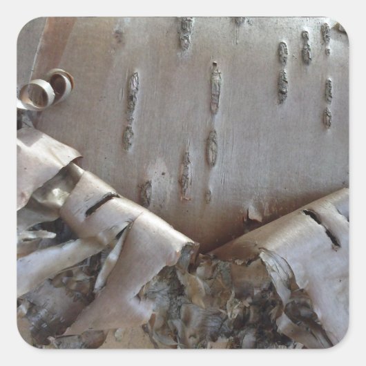 カールしたバーチの樹皮の木の素朴さ スクエアシール (正面)