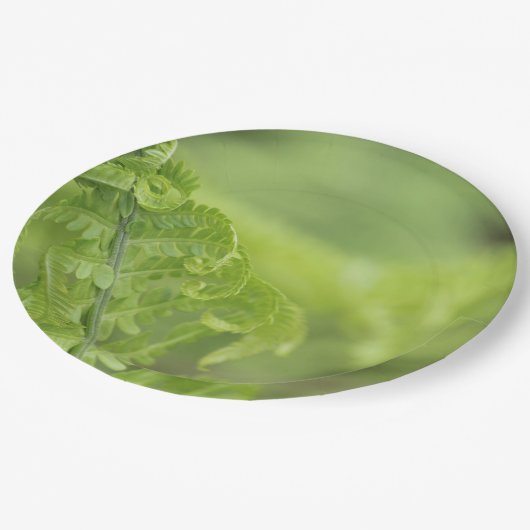 カールのシダの葉、緑の草木は、背景をぼやけました ペーパープレート (アングル)