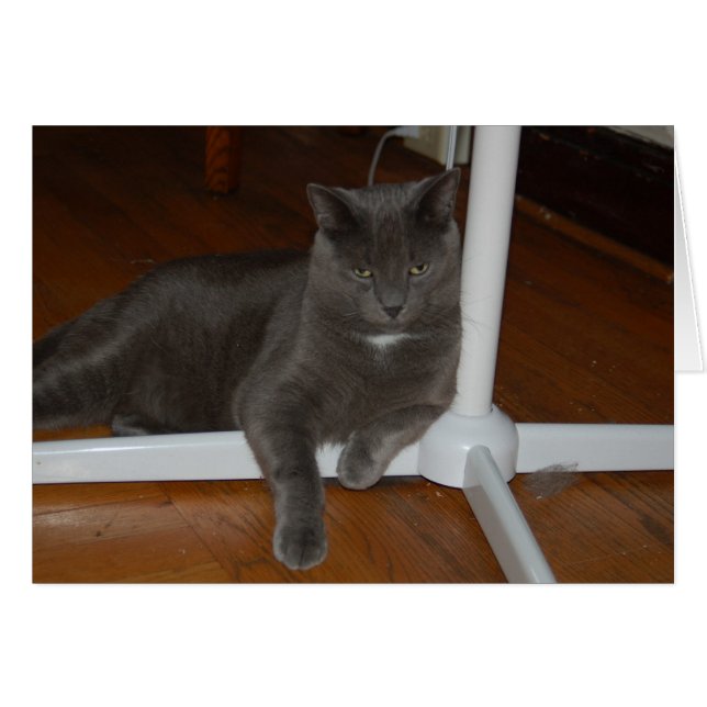 カールの    怒っている子猫 (正面横)