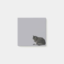 カールストライプのアップ猫フォト切り出し紫