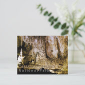 カールスバッド洞窟 ポストカード (スタンド正面)