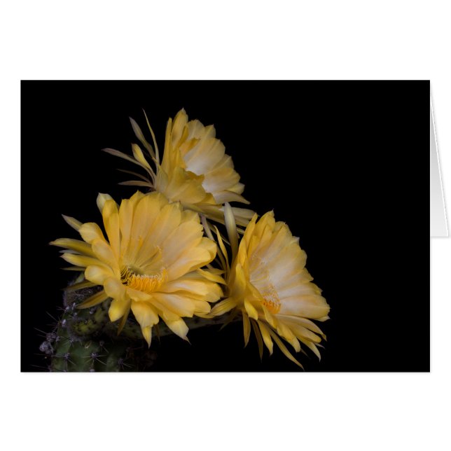 カール大帝のトリオ (正面横)