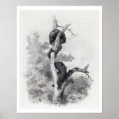 カール・ボドマー、レアワーズ(The Bears) ポスター (正面)