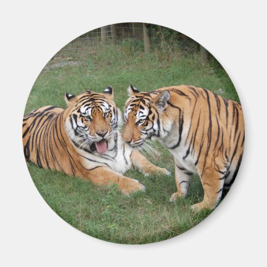 カーン中国009 マグネット (正面)