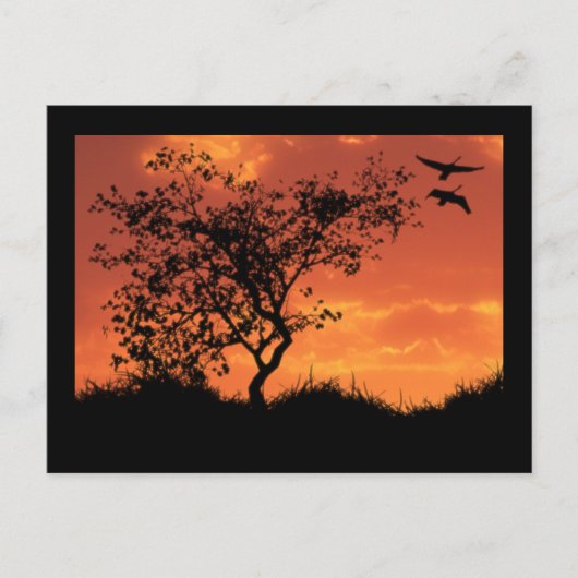 カー感動的ド1 ポストカード (正面)