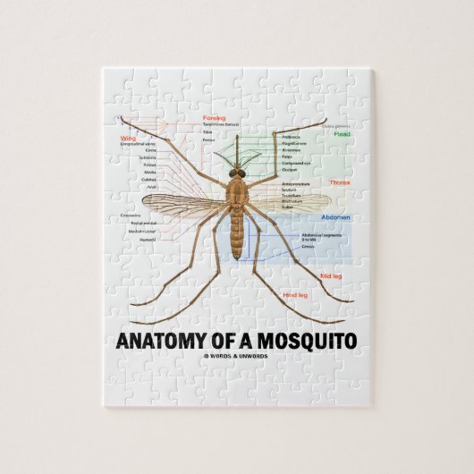 カ(昆虫学)の解剖学 ジグソーパズル (縦)