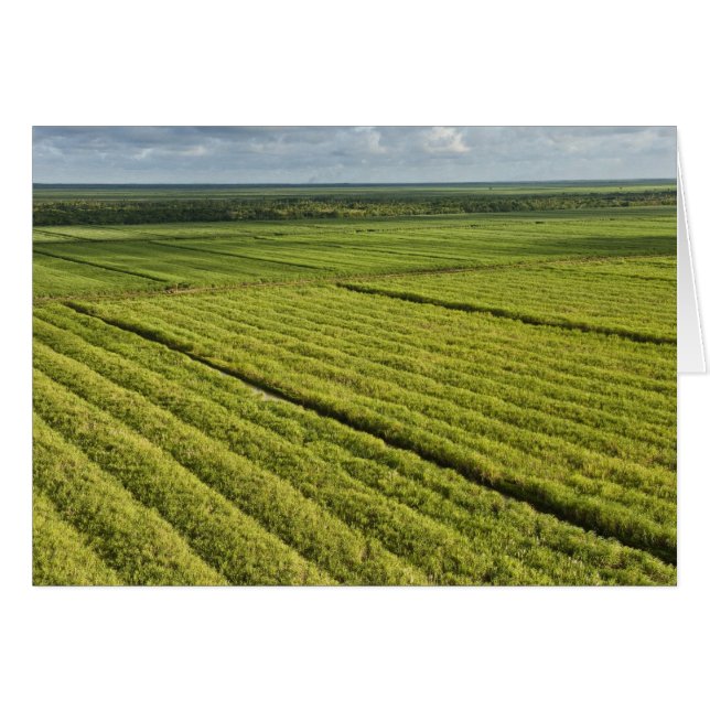 ガイアナ，サトウキビ農園 (正面横)