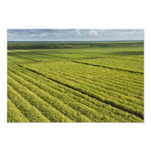 ガイアナ，サトウキビ農園 フォトプリント           