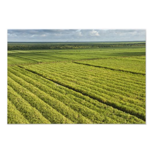 ガイアナ，サトウキビ農園 フォトプリント            (正面)