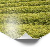 ガイアナ，サトウキビ農園 フォトプリント            (角)