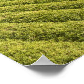 ガイアナ，サトウキビ農園 ポスター (角)