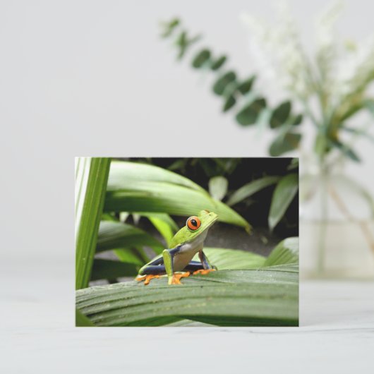 ガエル ポストカード (スタンド正面)