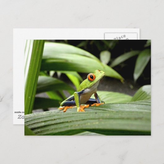 ガエル ポストカード (正面/裏面)