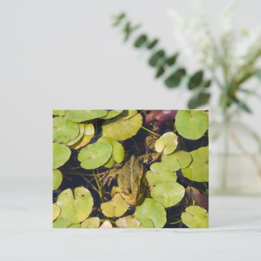 ガエル ポストカード (スタンド正面)