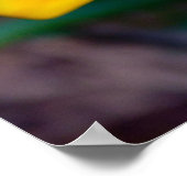 ガサニアの花 ポスター (角)