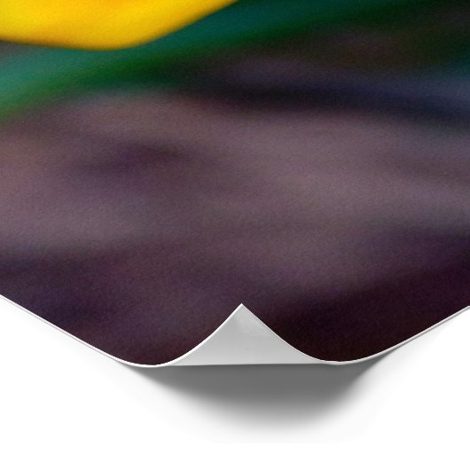 ガサニアの花 ポスター (角)