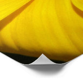 ガサニア ポスター (角)