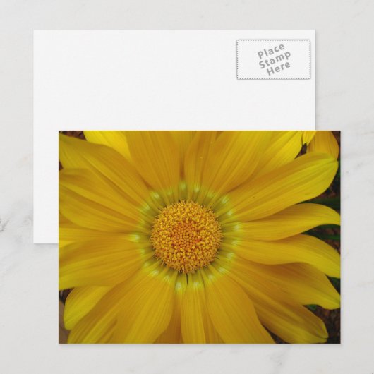 ガサニア ポストカード (正面/裏面)