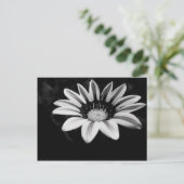 ガサニア ポストカード (スタンド正面)