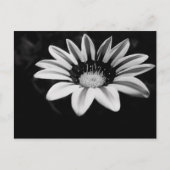 ガサニア ポストカード (正面)