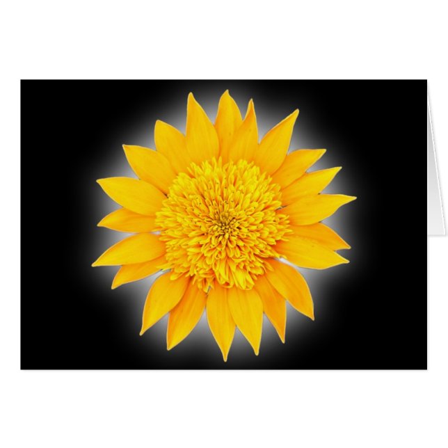 ガザニアの花 (正面横)
