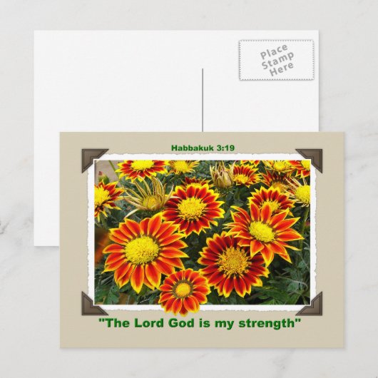 ガザニア葉書 ポストカード (正面/裏面)