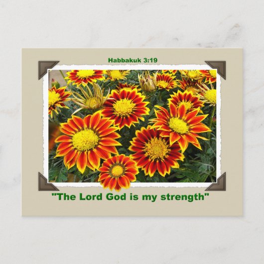 ガザニア葉書 ポストカード (正面)