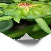 ガザニア・フラワーポスター ポスター (角)