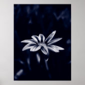 ガザニア ポスター (正面)