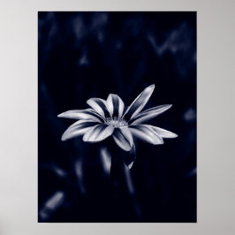 ガザニア ポスター