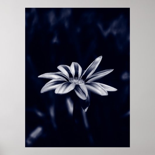 ガザニア ポスター (正面)