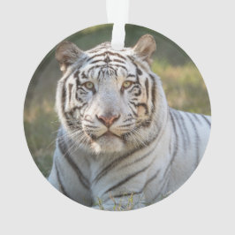 ガス –  オーナメント