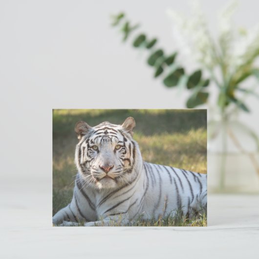 ガス –  ポストカード (スタンド正面)