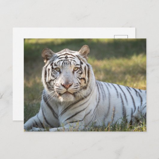 ガス –  ポストカード (正面/裏面)