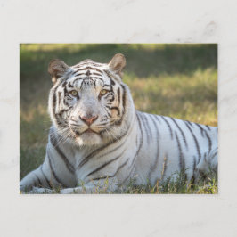 ガス –  ポストカード