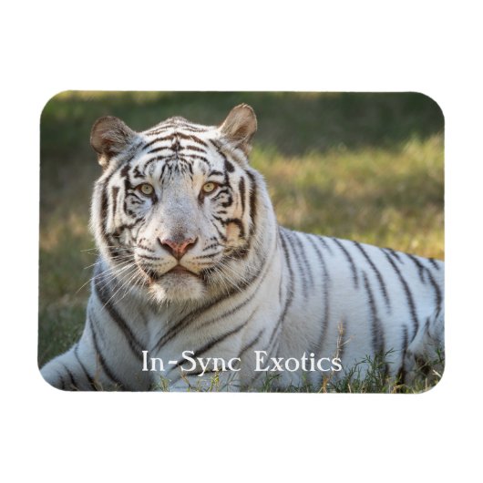 ガス –  マグネット (横)