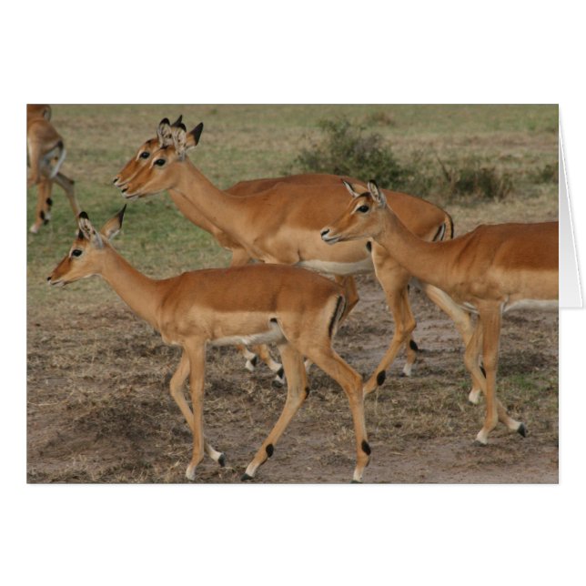 ガゼルの顔 (正面横)