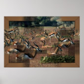 ガゼルプリント ポスター (正面)