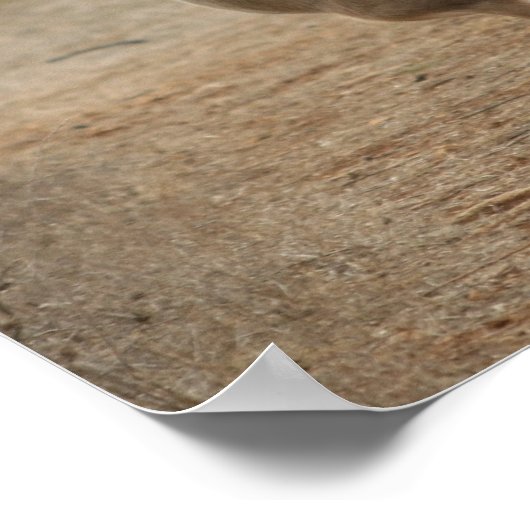 ガゼル ポスター (角)