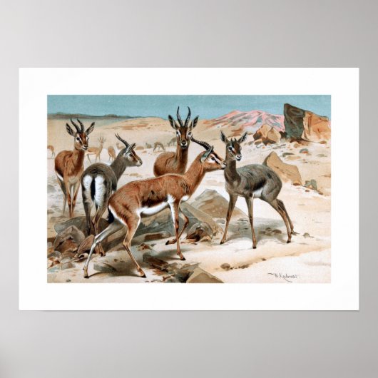 ガゼル ポスター (正面)