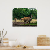 ガゼル ポスター (キッチン)