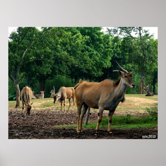 ガゼル ポスター (正面)