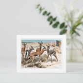 ガゼル ポストカード (スタンド正面)