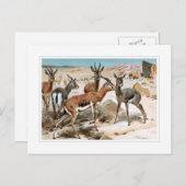 ガゼル ポストカード (正面/裏面)