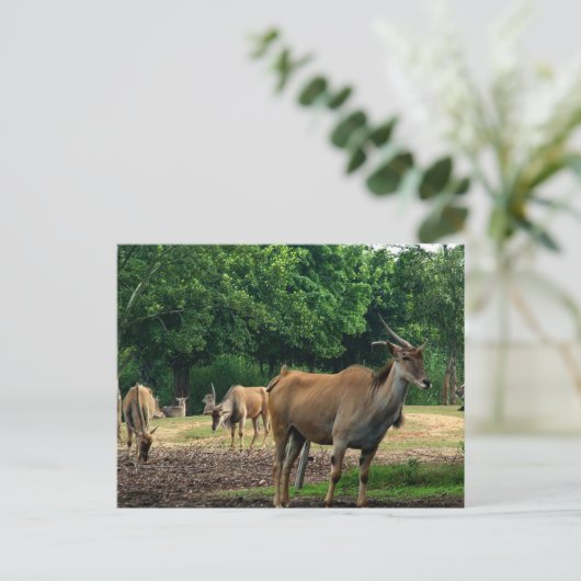 ガゼル ポストカード (スタンド正面)