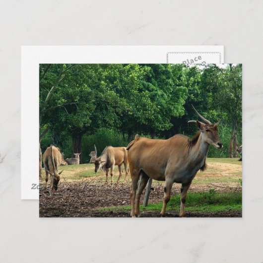 ガゼル ポストカード (正面/裏面)